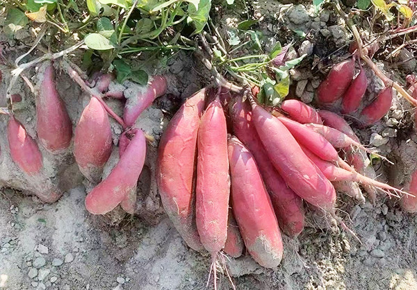 红薯苗在冬季的时候如何预防冻害