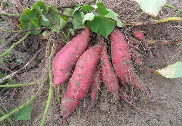 怎么选择红薯苗的栽种方法和时间