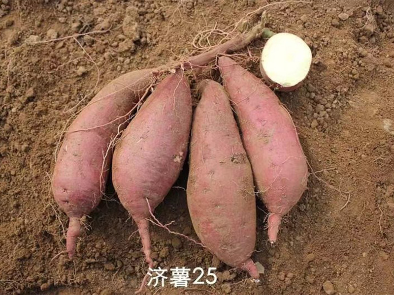 脱毒济薯25号